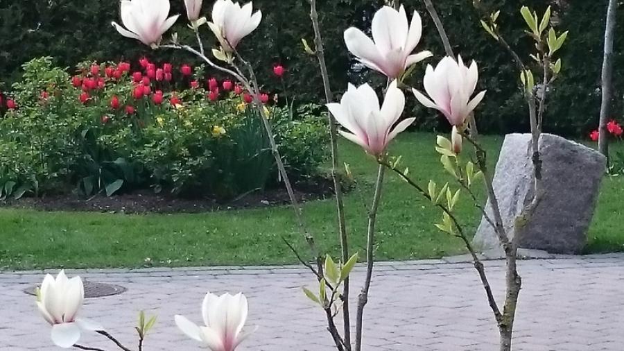 Magnolior i full blom.